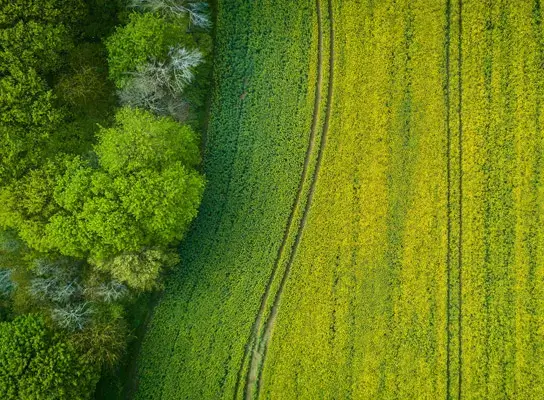 Bild Entwicklung von Grünflachen
